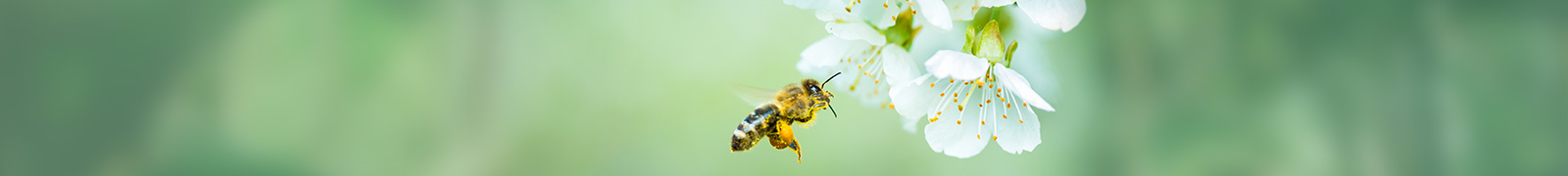 abeille Gelée Royale bio