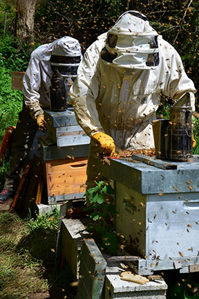 Gelée Royale bio apiculteur adhérent GPGR